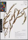 Foto von Salix excelsa S. G. Gmel.